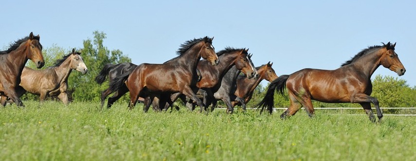 A herd of horses galloping across open pasture, leadership in motion as organisations adapt to AI