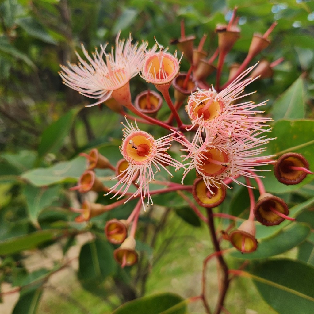 Pink eucalyptus blossoms at the STRIDE property in the Lower Hunter Valley